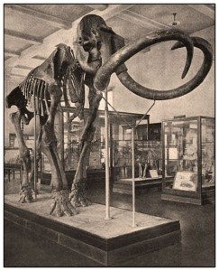 Columbian Nammoth (elephas columbi)